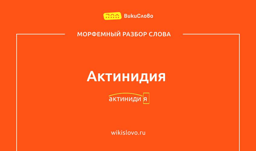 Морфемный разбор слова актинидия